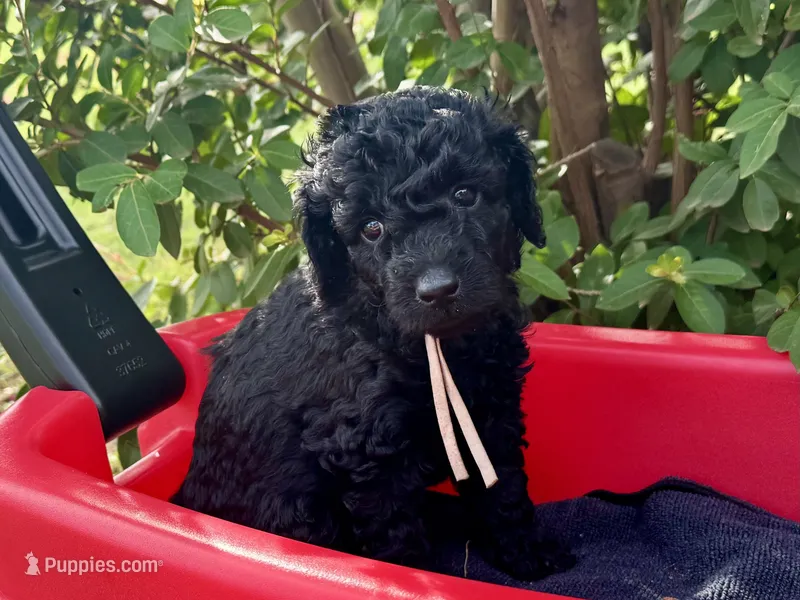 AKC Shadow's Pink – Poodle - Miniature  puppy for sale in Granite, OK