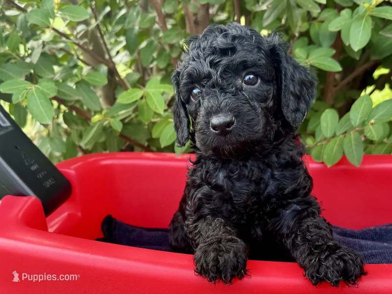 AKC Shadow's Red – Poodle - Miniature  puppy for sale in Granite, OK