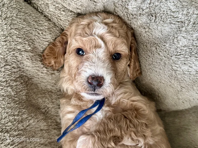 CKC Birdie's Blue – Miniature Goldendoodle puppy for sale in Granite, OK