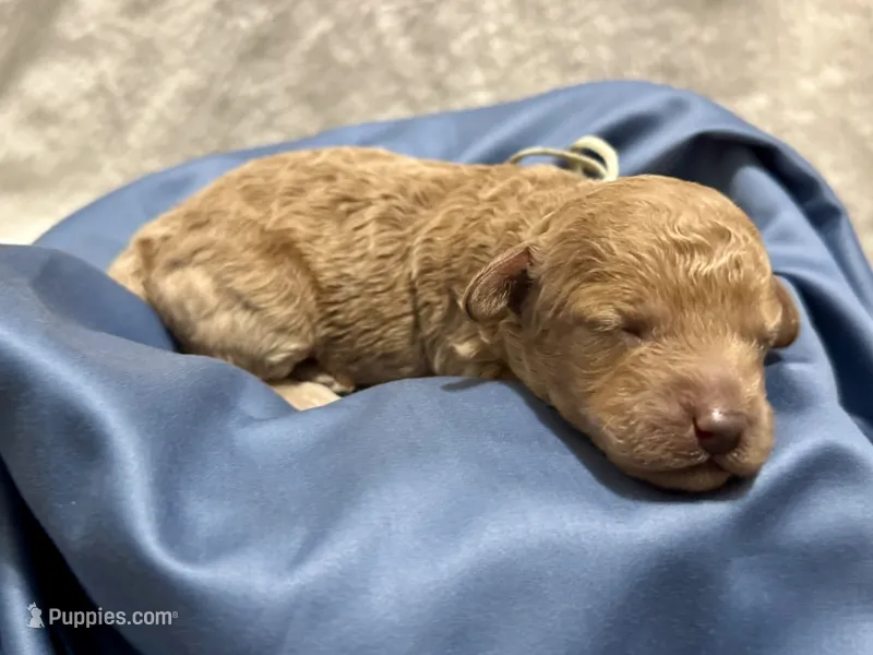 AKC Shadow's Sky – Poodle - Miniature  puppy for sale in Granite, OK