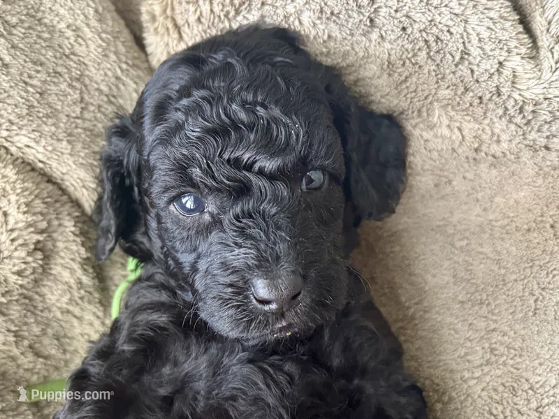 AKC Shadow's Green – Poodle - Miniature  puppy on hold in Granite, OK