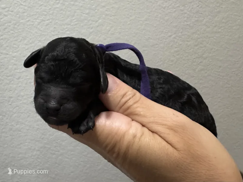 AKC Shadow's Purple – Poodle - Miniature  puppy for sale in Granite, OK