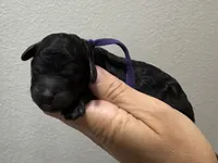 AKC Shadow's Purple, a female Poodle - Miniature  for sale in Granite, OK – 1 of 1