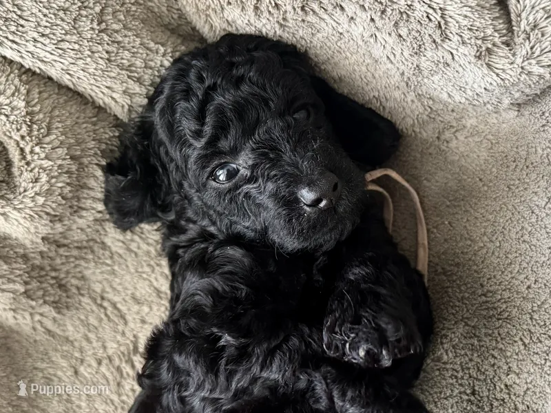 AKC Shadow's Pink – Poodle - Miniature  puppy for sale in Granite, OK