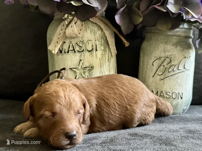 CKC Birdie's Brown – Miniature Goldendoodle puppy for sale in Granite, OK