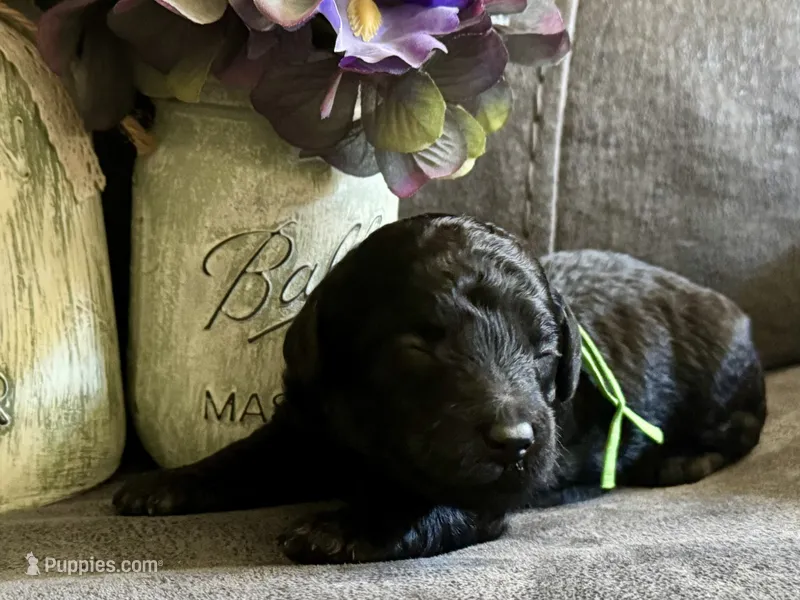 AKC Shadow's Green – Poodle - Miniature  puppy on hold in Granite, OK