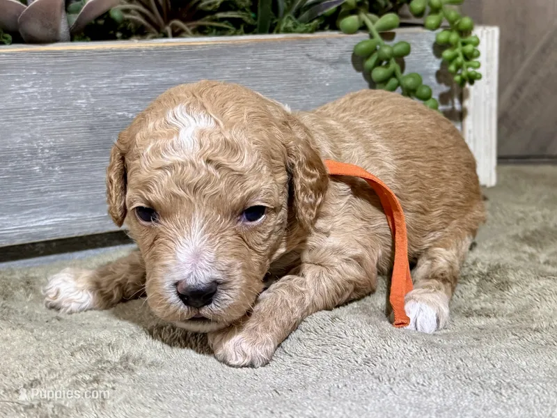 CKC Birdie's Orange – Miniature Goldendoodle puppy for sale in Granite, OK
