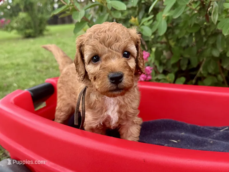 CKC Birdie's Brown – Miniature Goldendoodle puppy for sale in Granite, OK