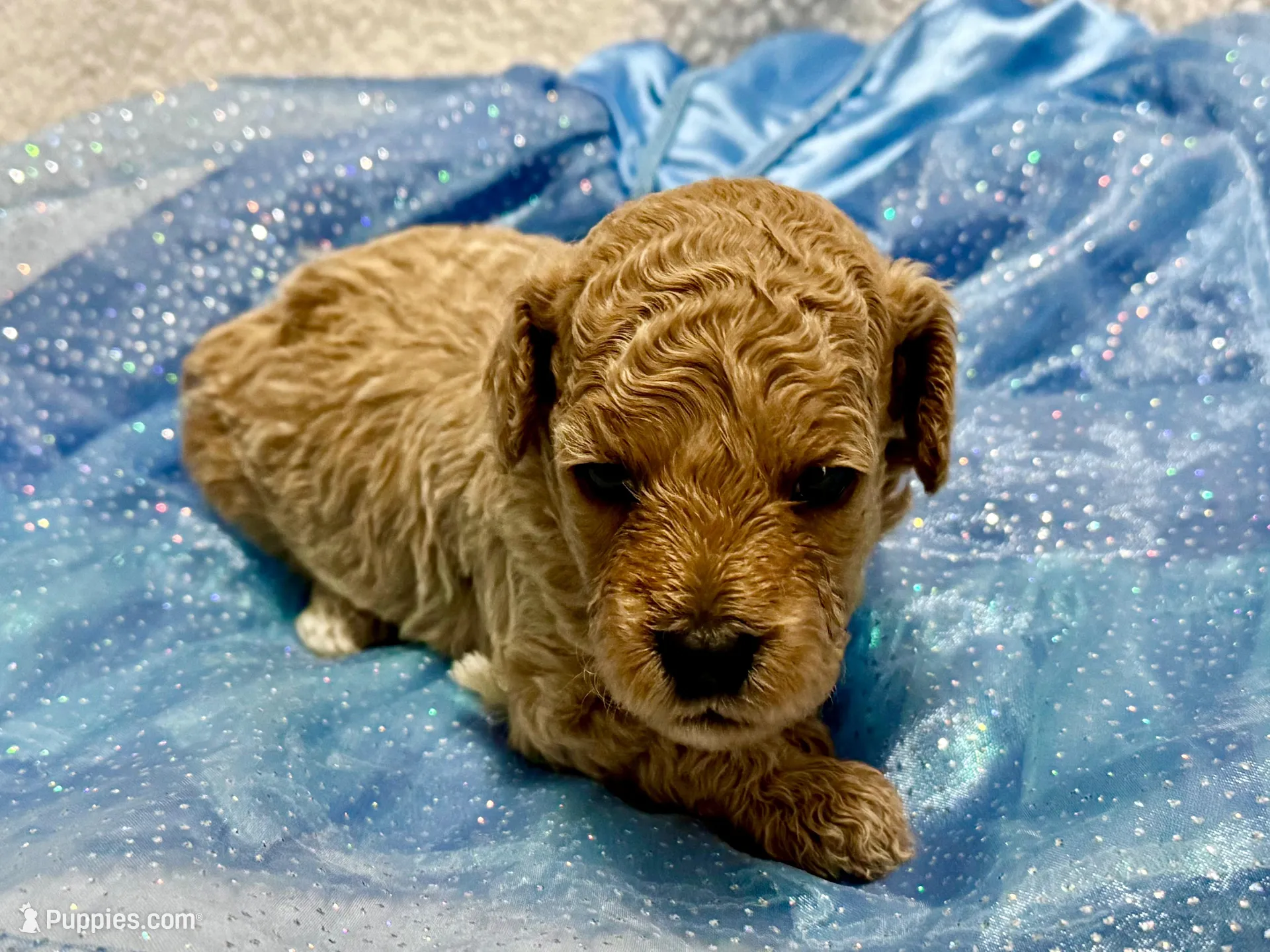 AKC Pink, a female Poodle - Miniature  for sale in Granite, OK – Photo 6 of 8