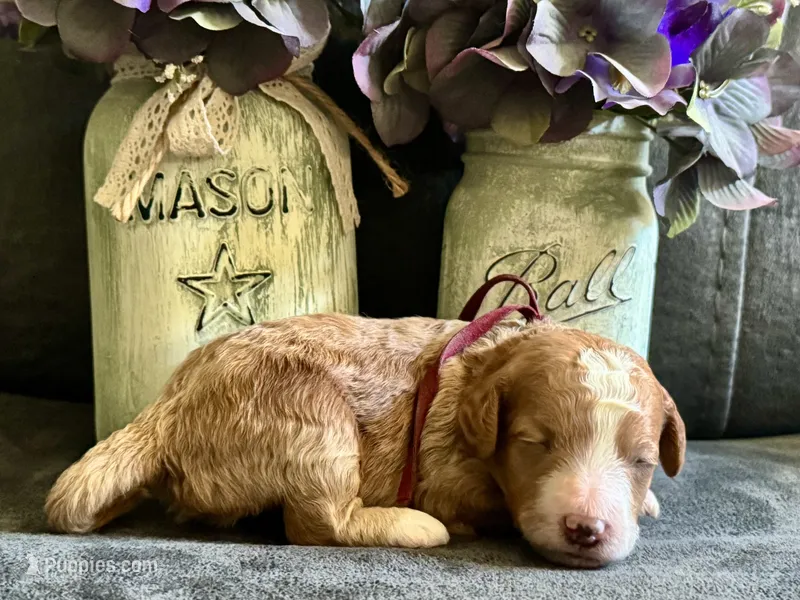 CKC Birdie's Maroon – Miniature Goldendoodle puppy on hold in Granite, OK