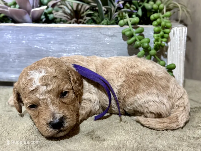 CKC Birdie's Purple – Miniature Goldendoodle puppy for sale in Granite, OK