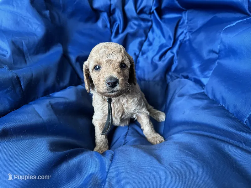 AKC Black – Poodle - Miniature  puppy for sale in Granite, OK