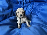 AKC Black, a male Poodle - Miniature  for sale in Granite, OK – Photo 5 of 9