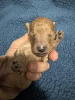 AKC Black, a male Poodle - Miniature  for sale in Granite, OK – Photo 2 of 3