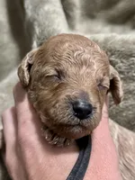 AKC Black, a male Poodle - Miniature  for sale in Granite, OK – Photo 8 of 9