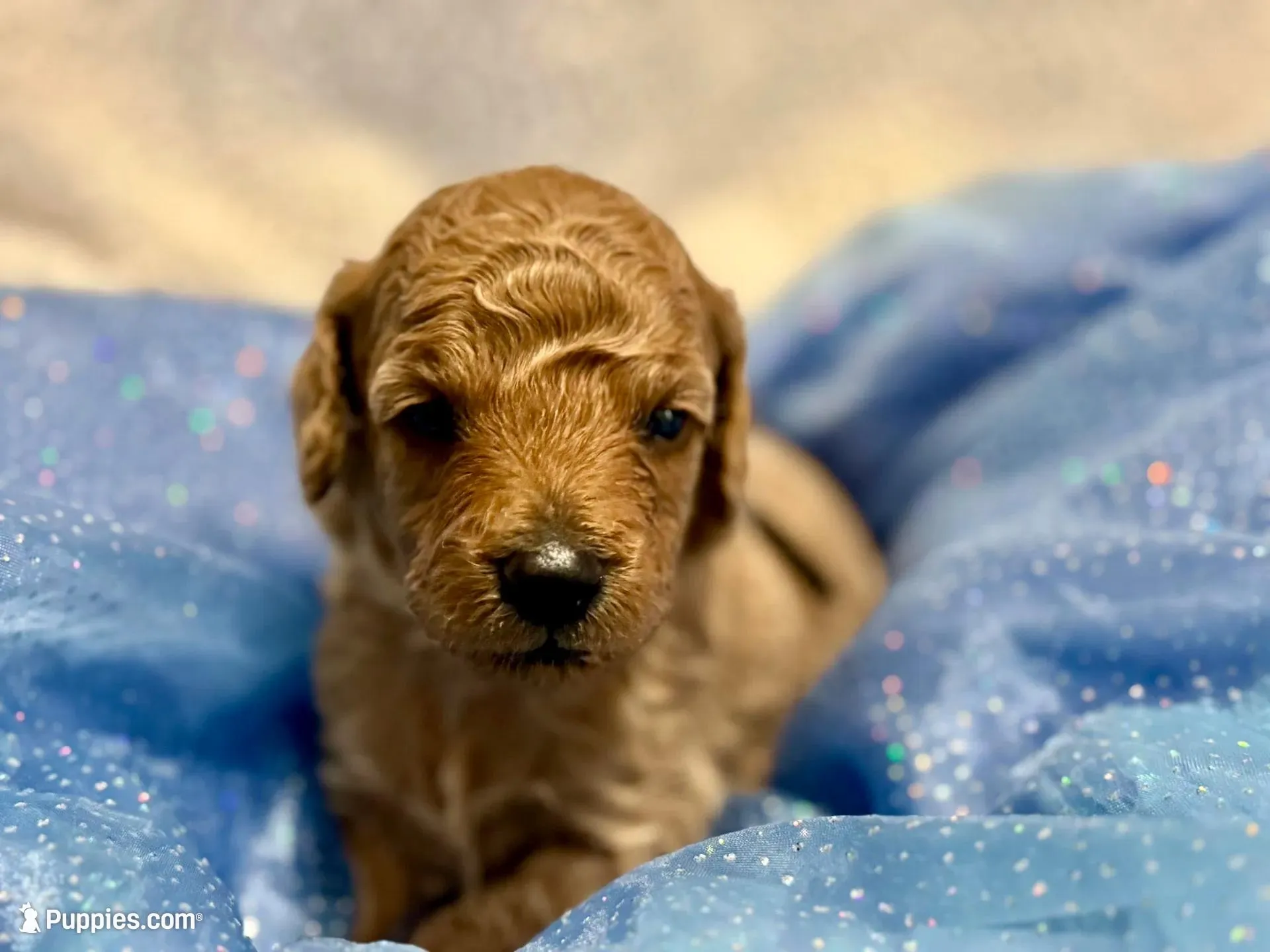 AKC Black, a male Poodle - Miniature  for sale in Granite, OK – Photo 6 of 9