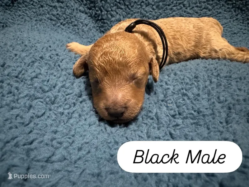 AKC Black – Poodle - Miniature  puppy for sale in Granite, OK