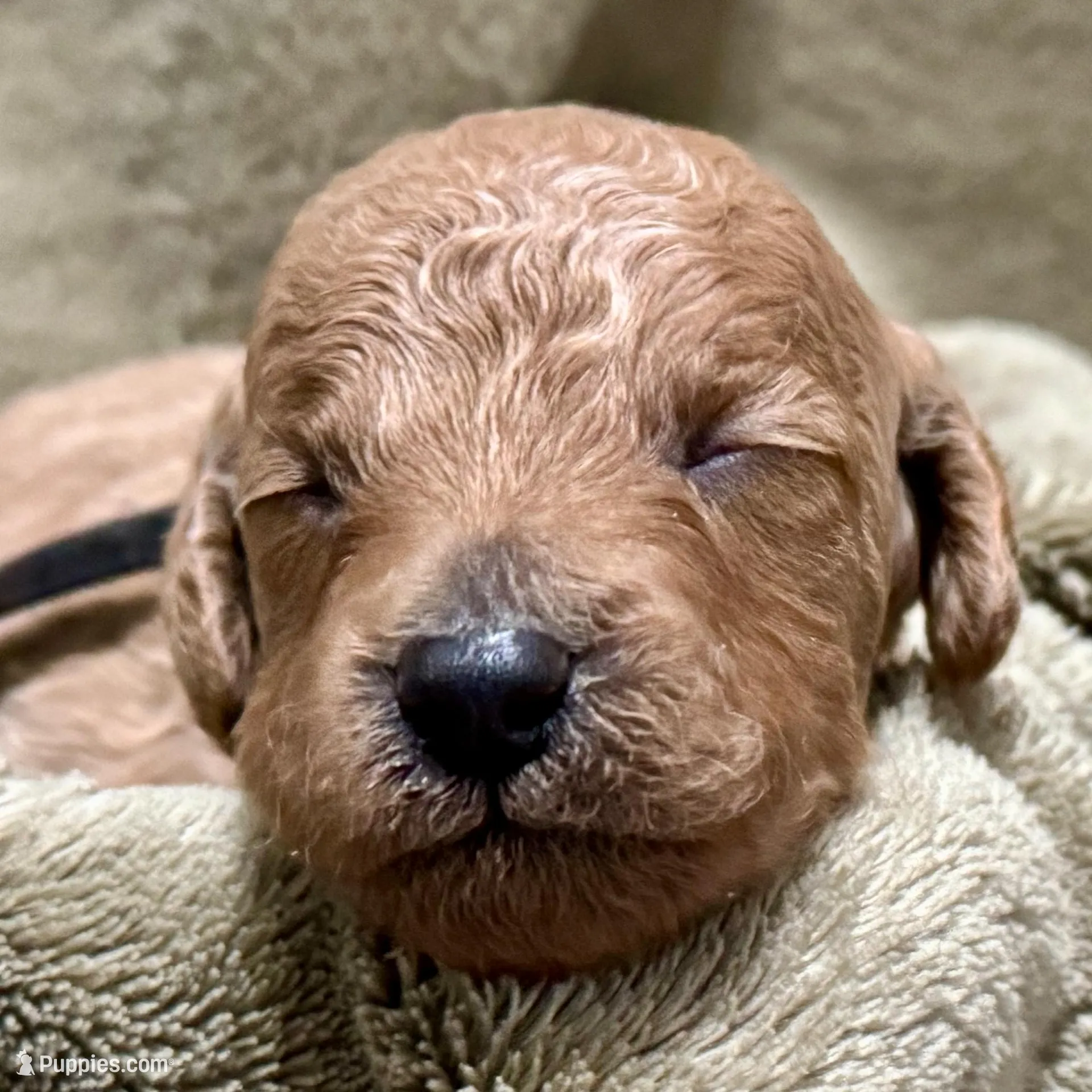 AKC Black – Poodle - Miniature  puppy for sale in Granite, OK