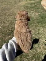 AKC Black, a male Poodle - Miniature  for sale in Granite, OK – Photo 2 of 9