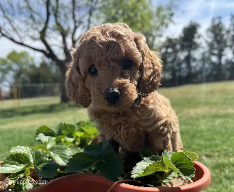 AKC Black – Poodle - Miniature  puppy for sale in Granite, OK