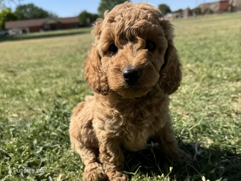AKC Black – Poodle - Miniature  puppy for sale in Granite, OK