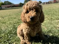 AKC Black, a male Poodle - Miniature  for sale in Granite, OK – Photo 1 of 9