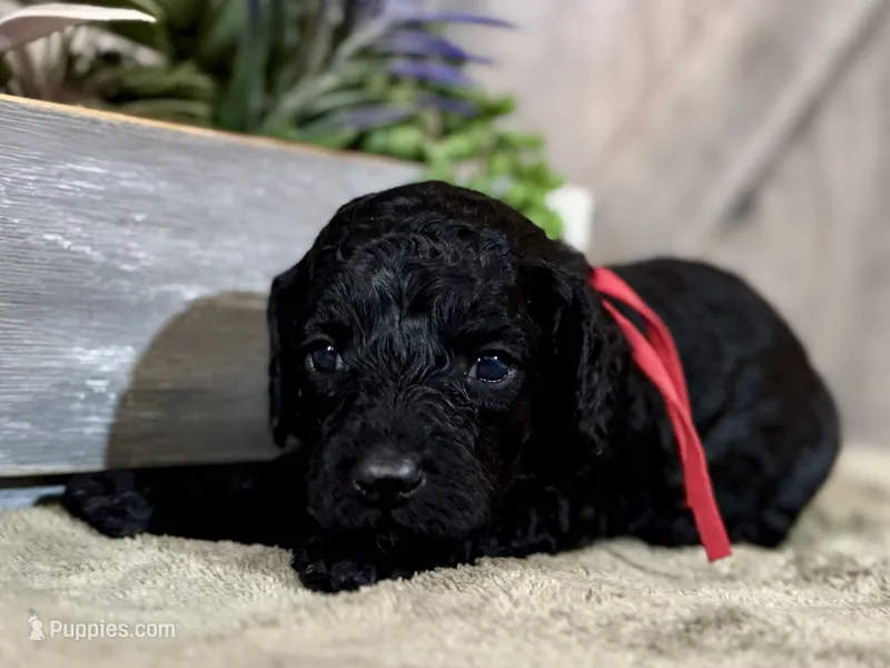 AKC Shadow's Red – Poodle - Miniature  puppy for sale in Granite, OK