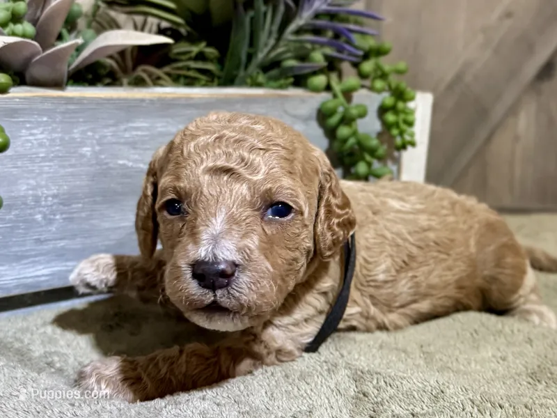 CKC Birdie's Black – Miniature Goldendoodle puppy for sale in Granite, OK