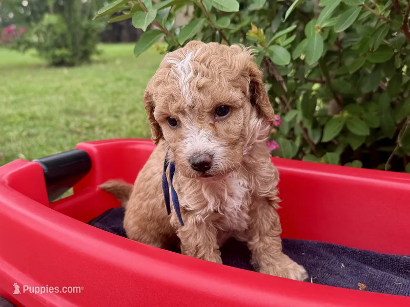 CKC Birdie's Blue – Miniature Goldendoodle puppy for sale in Granite, OK