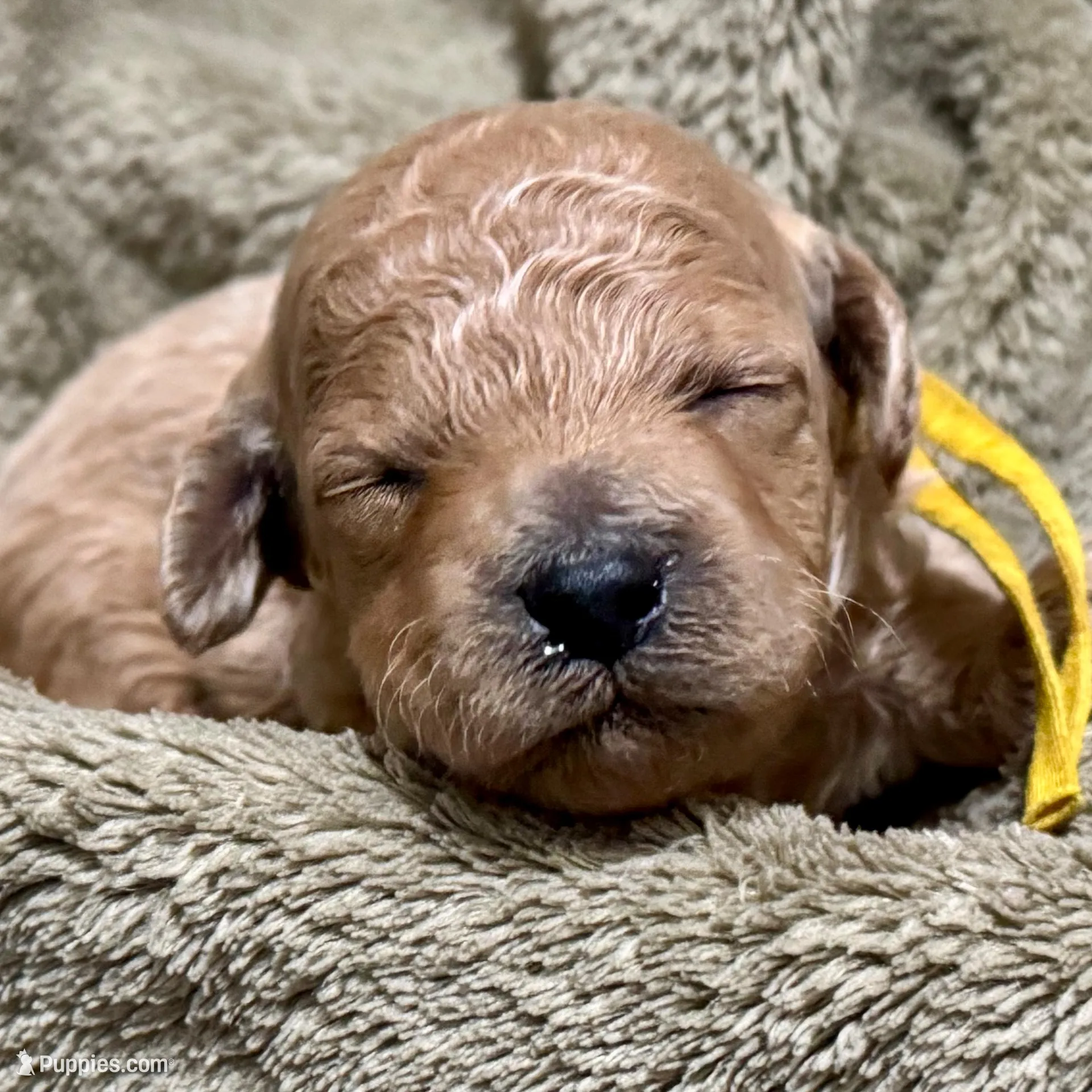 AKC Yellow – Poodle - Miniature  puppy for sale in Granite, OK