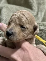 AKC Yellow, a male Poodle - Miniature  for sale in Granite, OK – Photo 7 of 9