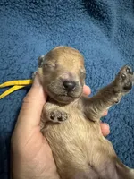 AKC Yellow, a male Poodle - Miniature  for sale in Granite, OK – Photo 2 of 3