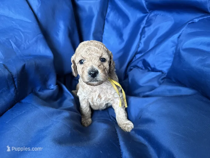 AKC Yellow – Poodle - Miniature  puppy for sale in Granite, OK