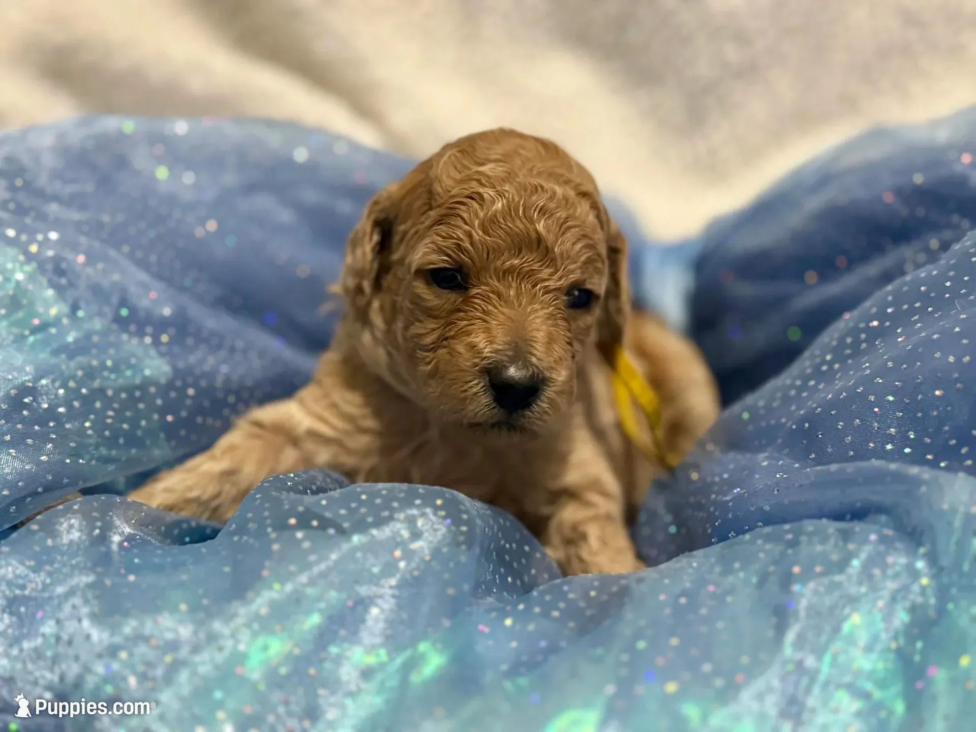 AKC Yellow, a male Poodle - Miniature  for sale in Granite, OK – Photo 6 of 9