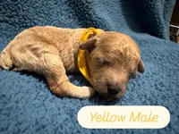 AKC Yellow, a male Poodle - Miniature  for sale in Granite, OK – Photo 1 of 3