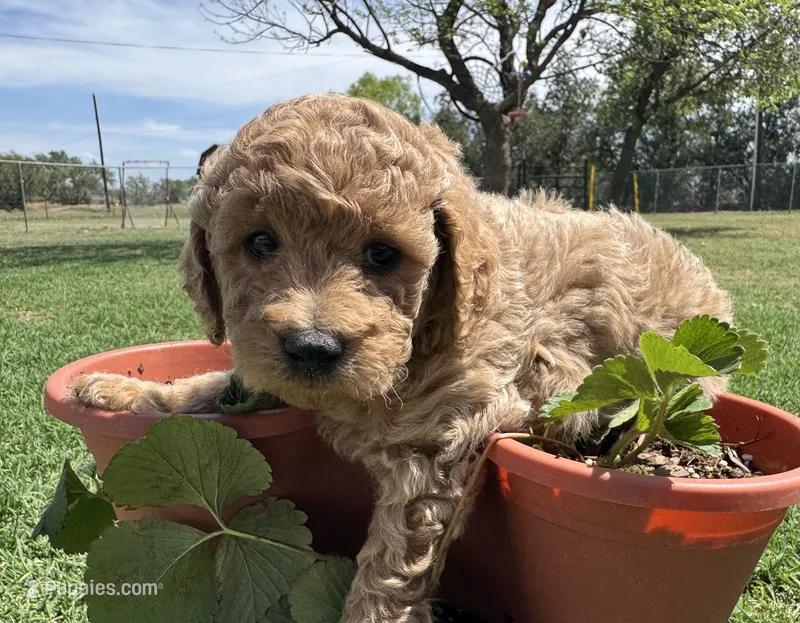 AKC Yellow – Poodle - Miniature  puppy for sale in Granite, OK