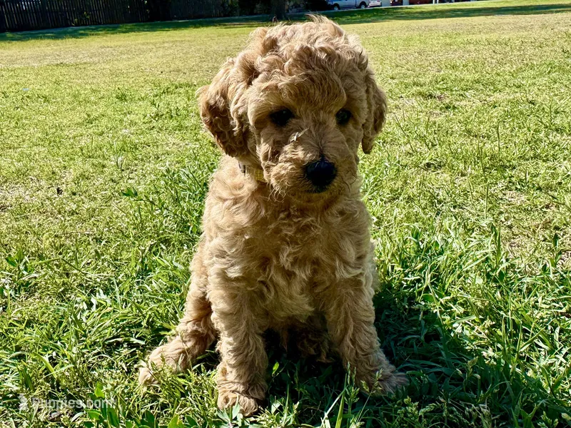 AKC Yellow – Poodle - Miniature  puppy for sale in Granite, OK