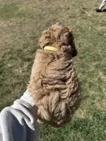 AKC Yellow, a male Poodle - Miniature  for sale in Granite, OK – Photo 2 of 9