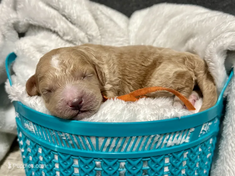 CKC Birdie's Orange – Miniature Goldendoodle puppy for sale in Granite, OK