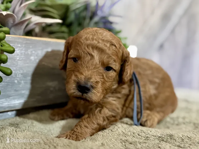 AKC Shadow's Blue – Poodle - Miniature  puppy for sale in Granite, OK
