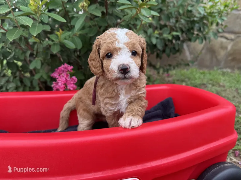CKC Birdie's Maroon – Miniature Goldendoodle puppy on hold in Granite, OK