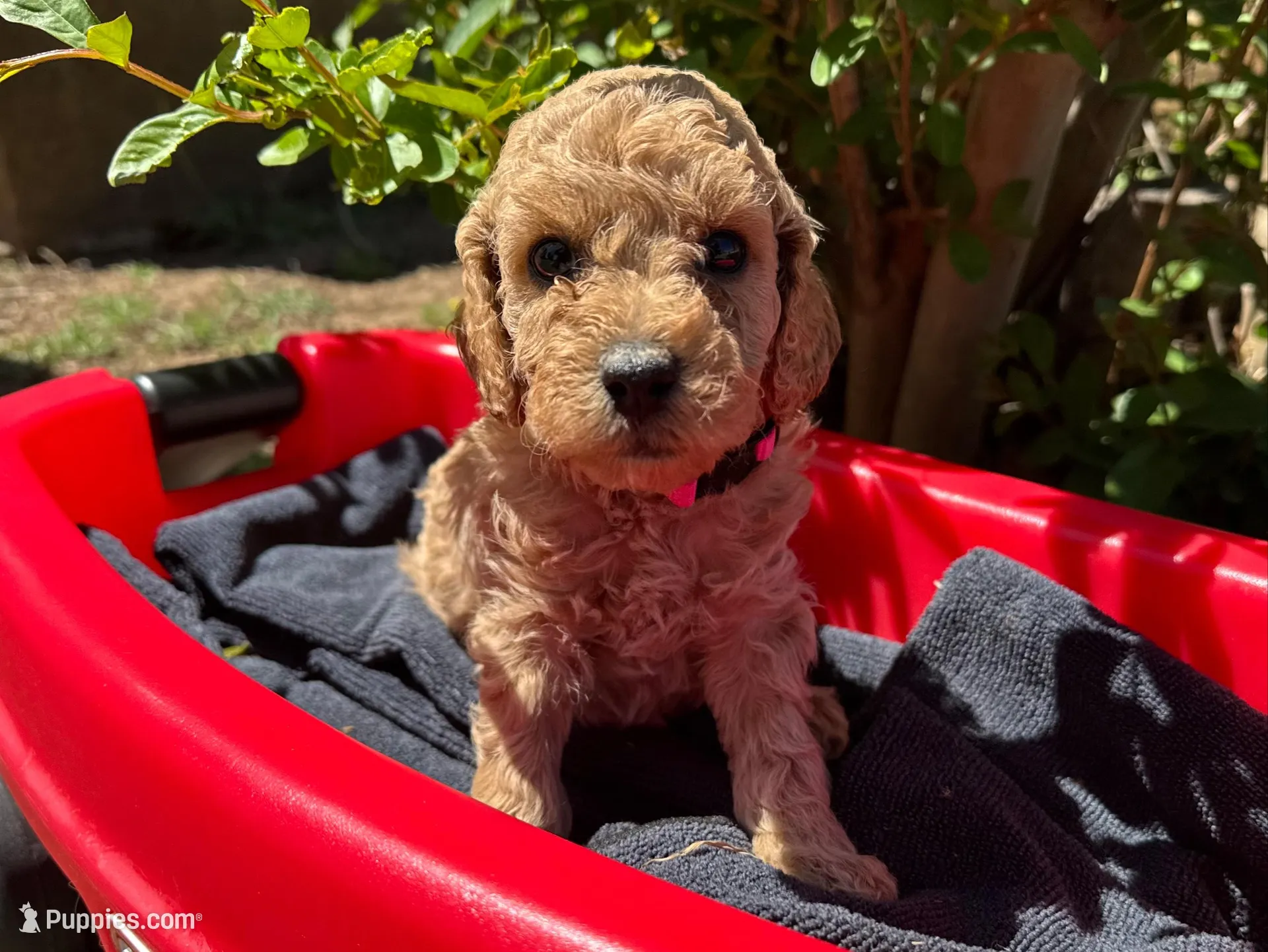 AKC Pink – Poodle - Miniature  puppy for sale in Granite, OK