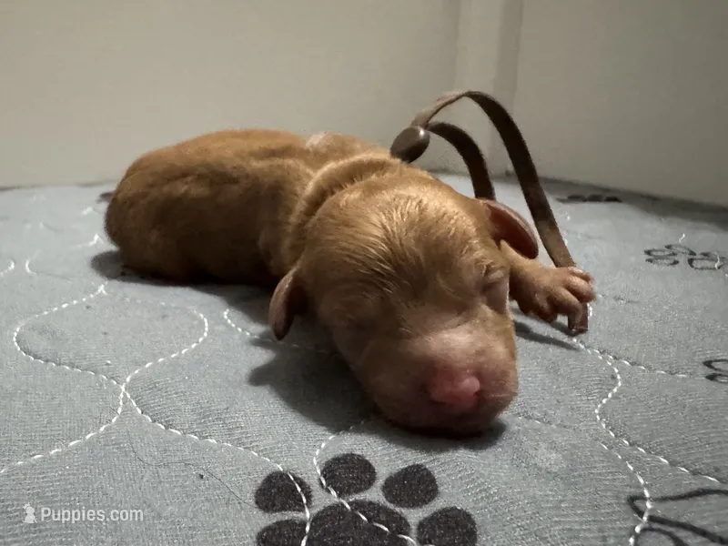 CKC Birdie's Brown – Miniature Goldendoodle puppy for sale in Granite, OK