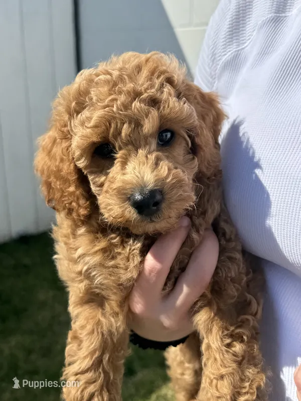 AKC Red  – Poodle - Miniature  puppy for sale in Granite, OK