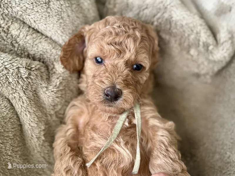 AKC Shadow's Sky – Poodle - Miniature  puppy on hold in Granite, OK