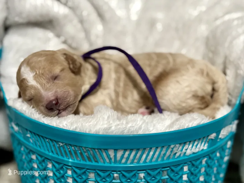 CKC Birdie's Purple – Miniature Goldendoodle puppy for sale in Granite, OK