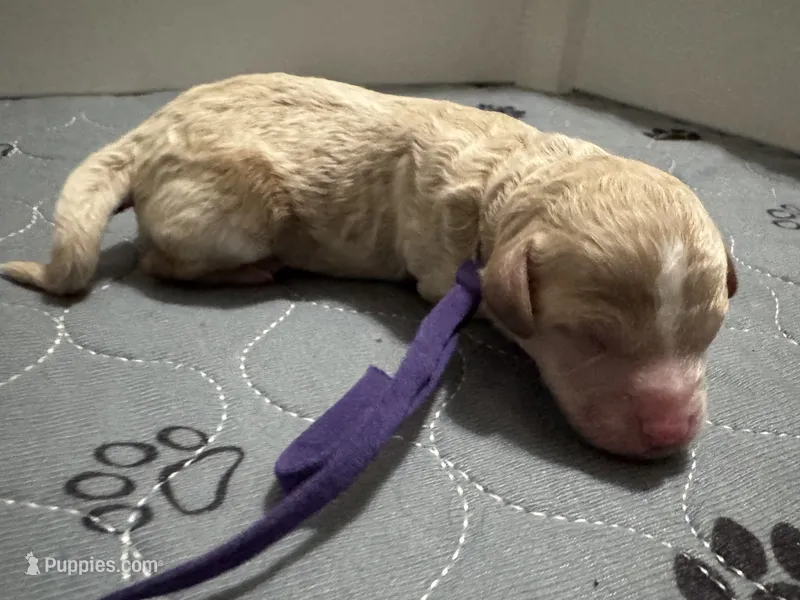 CKC Birdie's Purple – Miniature Goldendoodle puppy for sale in Granite, OK
