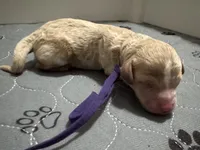 CKC Birdie's Purple, a female Miniature Goldendoodle for sale in Granite, OK – 1 of 1