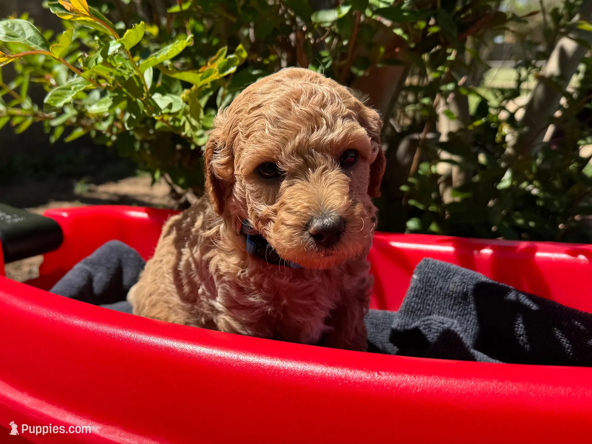 AKC Blue – Poodle - Miniature  puppy for sale in Granite, OK