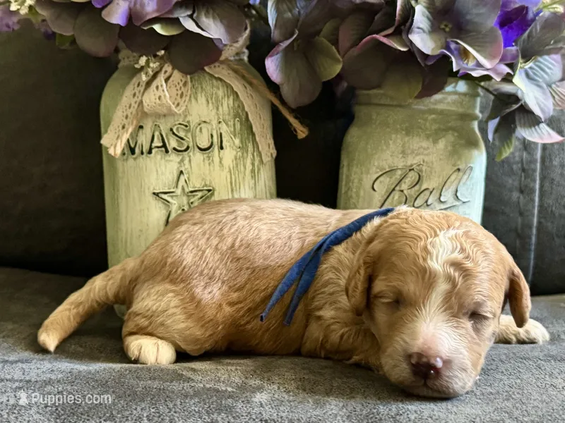 CKC Birdie's Blue – Miniature Goldendoodle puppy for sale in Granite, OK